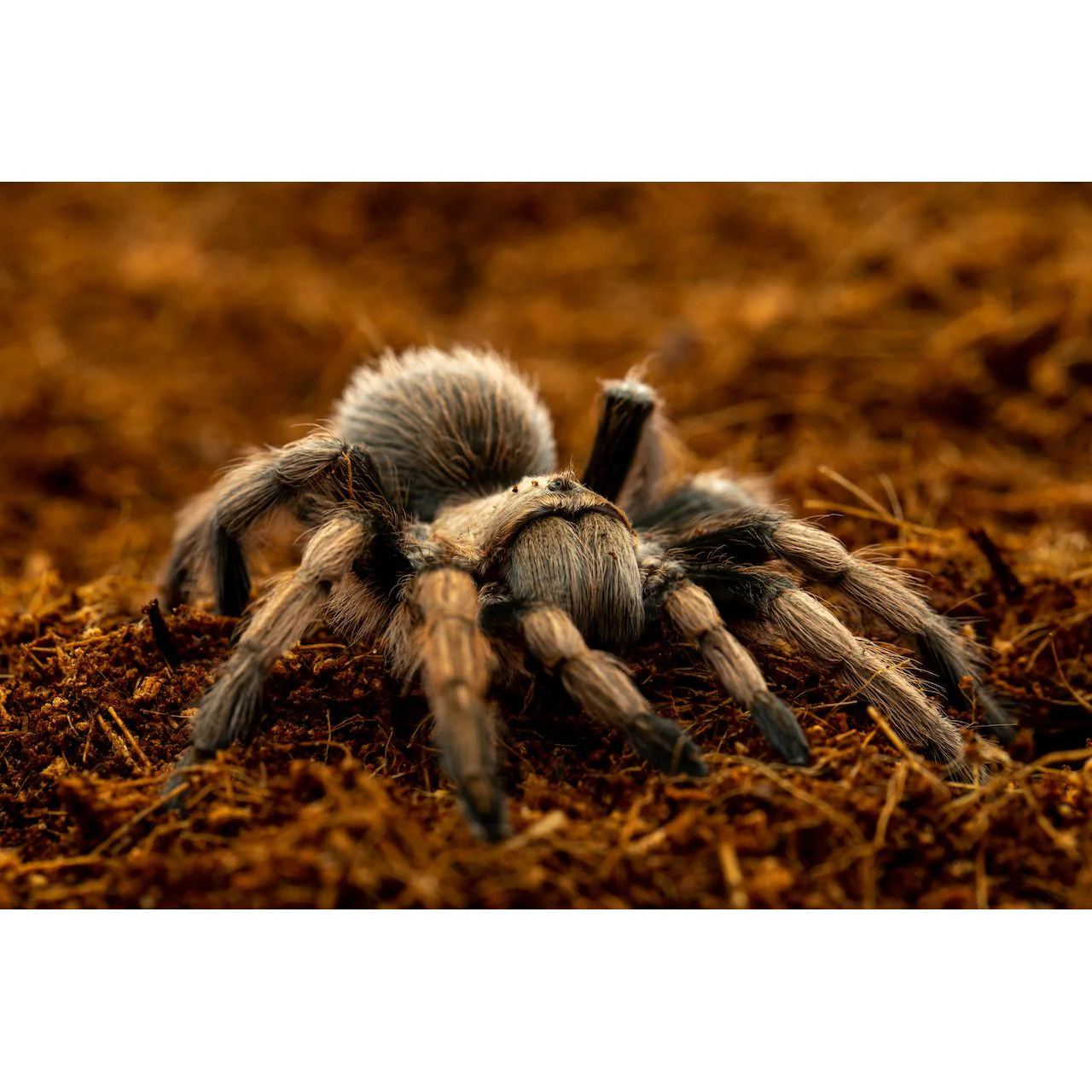 ReptiEarth Breeder Blocks and Bundles - Image 6