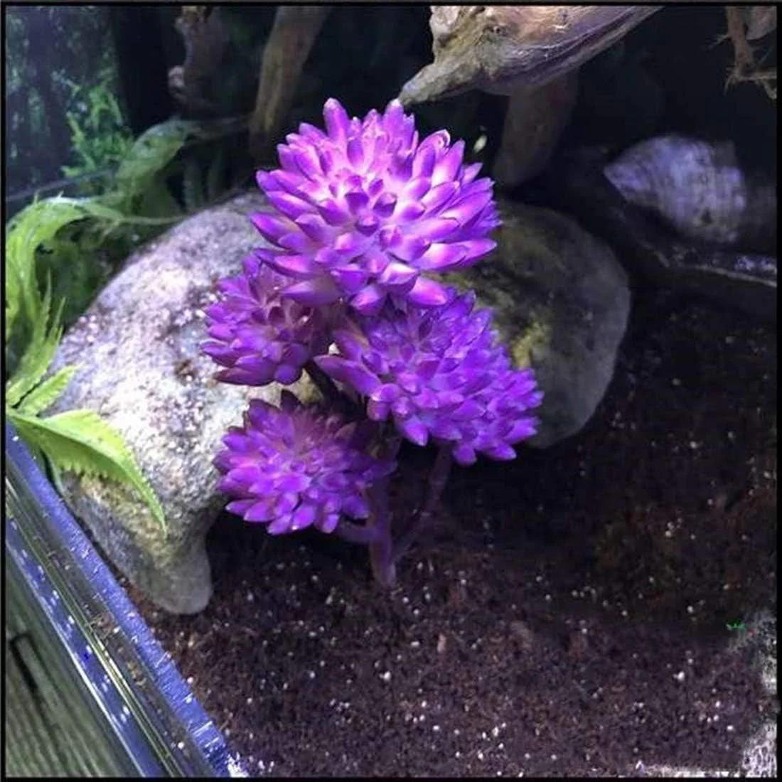 Reptile Plants Artificial - Image 5