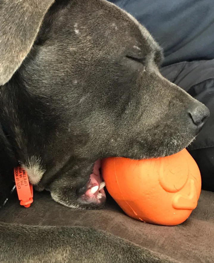 Roasted Turkey Dog Chew Toy & Treat Dispenser - USA Made | SodaPup - Image 5