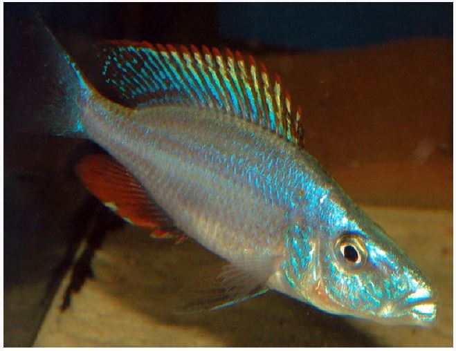 Rock-Dwelling Mbuna Cichli - Compressiceps East African Cichlid (Malawi Eyebiter) - Image 2