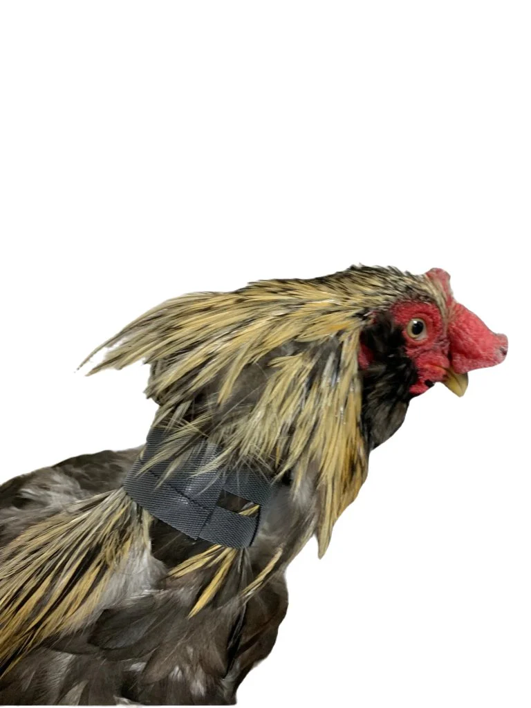Rooster Saver Volume-Reducing Crow Collar (Made in USA) - Image 3