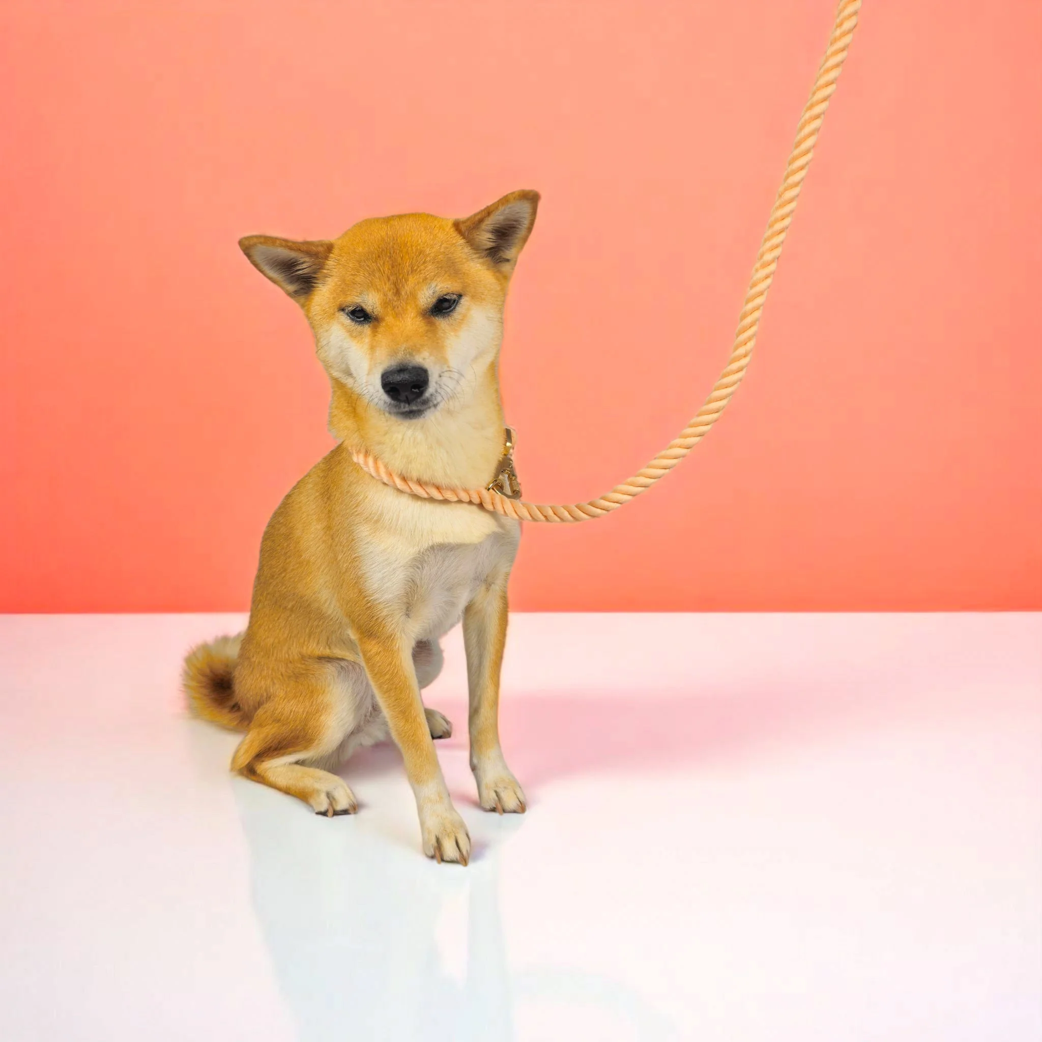 Rope Leash - Image 13