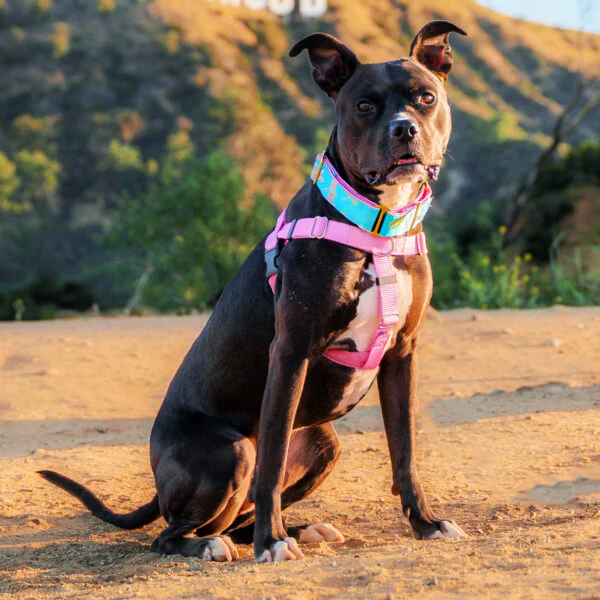 Rose Pink Freedom No-Pull Dog Harness - Image 8