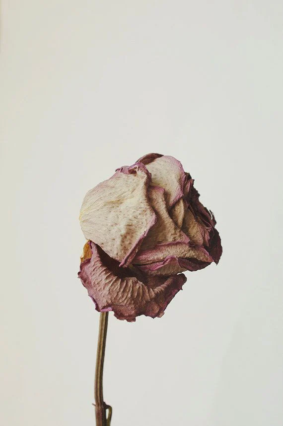 Roseth: Rose + Patchouli - Botanical Scent Balm - Image 2