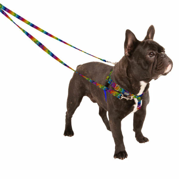 ROY G BIV Freedom No-Pull Dog Harness – EarthStyle - Image 4