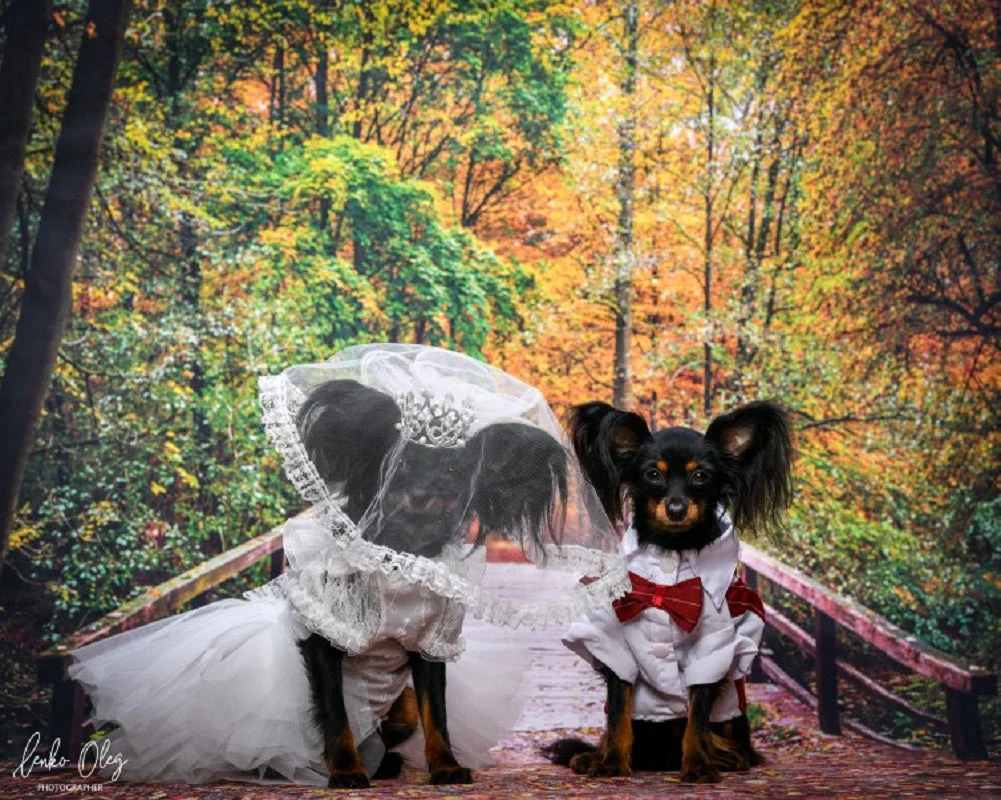 Royal Paws Tiara Veil Pet Royal Dog Accessories - Image 4