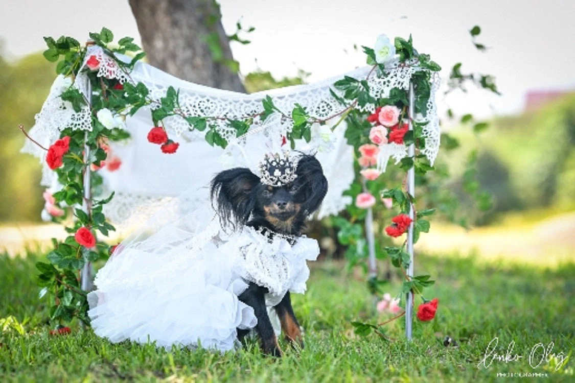 Royal Paws Tiara Veil Pet Royal Dog Accessories - Image 6