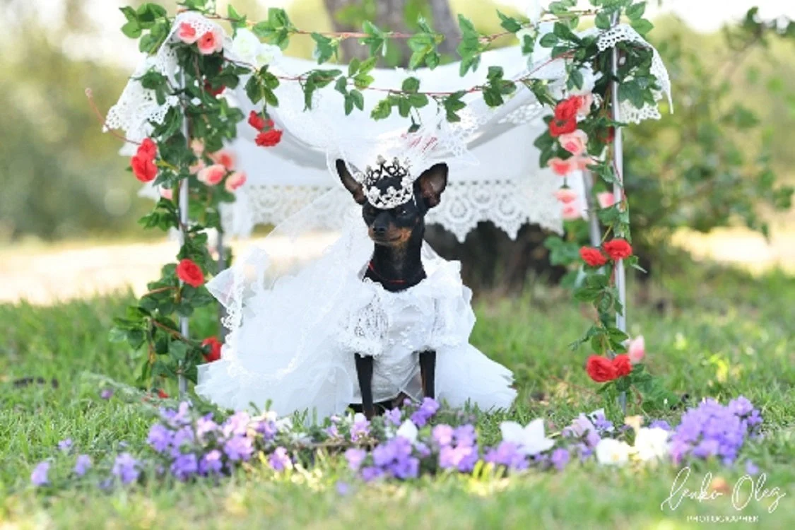 Royal Paws Tiara Veil Pet Royal Dog Accessories - Image 7