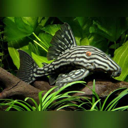 Royal Pleco - Image 2