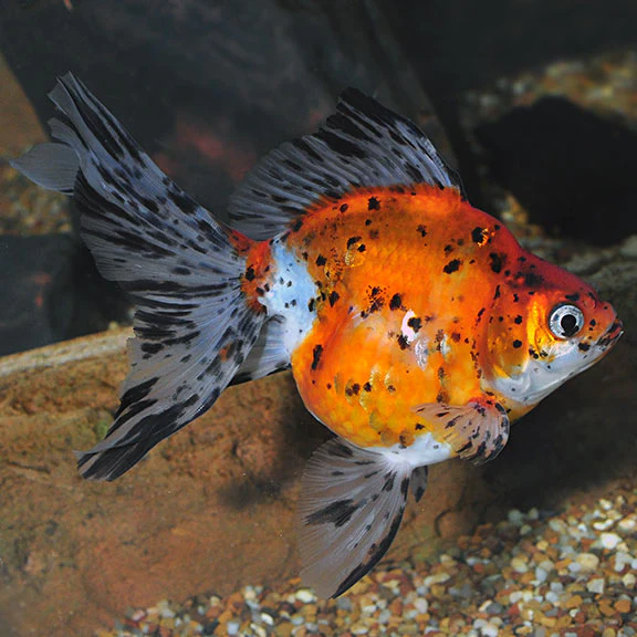 Ryukin Calico - Image 2