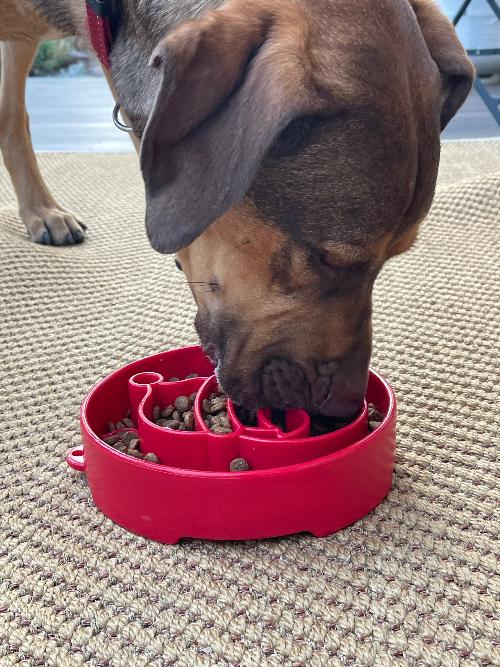 Santa Christmas eBowl Deep Slow Feeder Dog Bowl for Enrichment | USA Made - Image 6