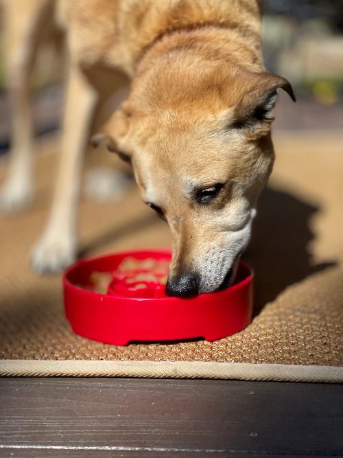 Santa Christmas eBowl Deep Slow Feeder Dog Bowl for Enrichment | USA Made - Image 9
