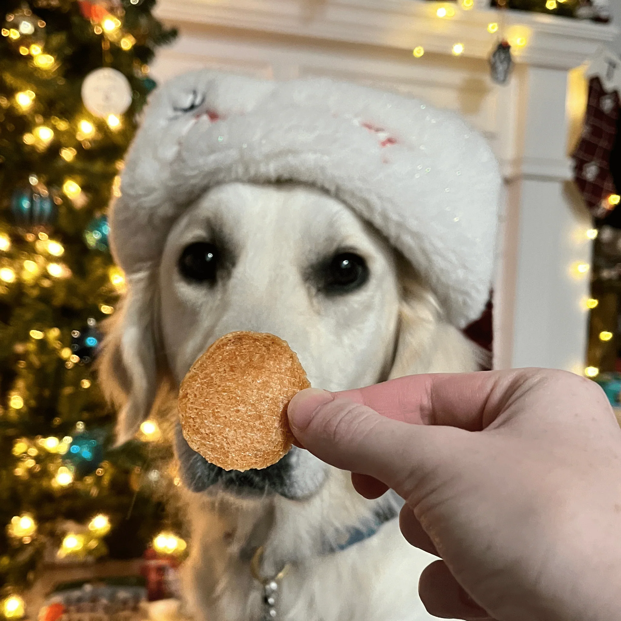 Santa Paws' Best Chipmas Dog Treat Box - Image 11
