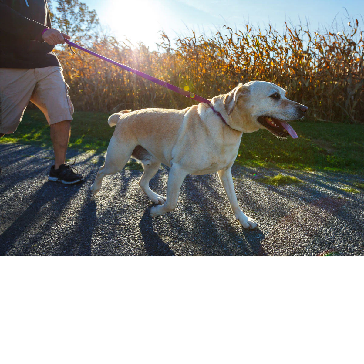 Shorter No Pull Leash - Urban Walk'r - Image 6