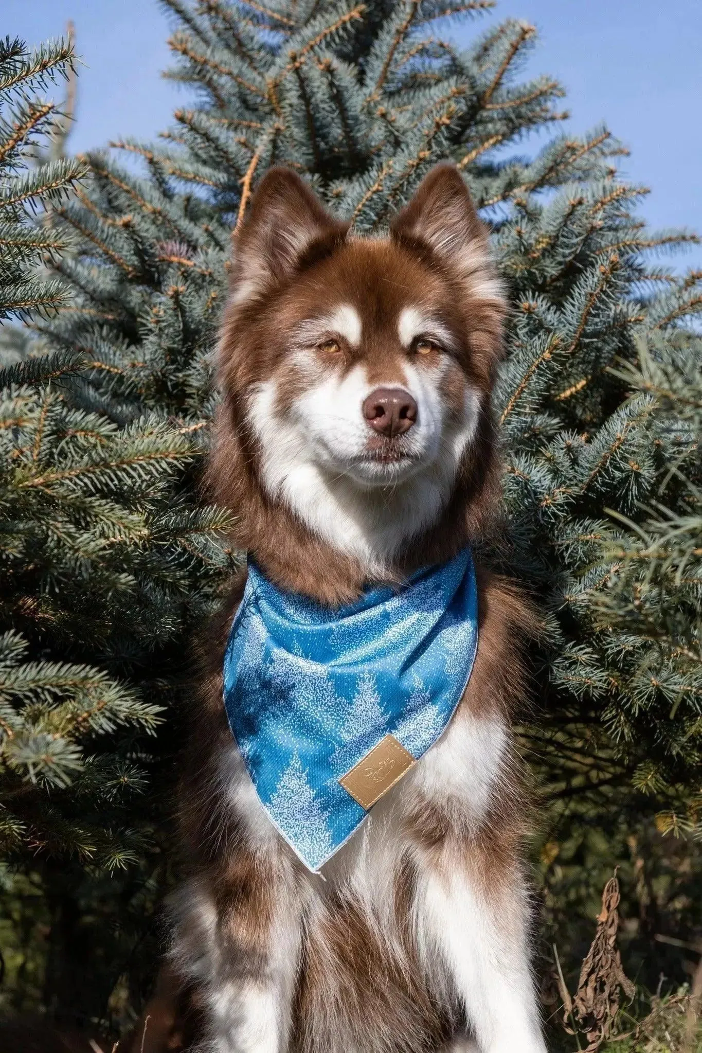 Siberian Spruce Dog Bandana & Matching Keychain - Image 2