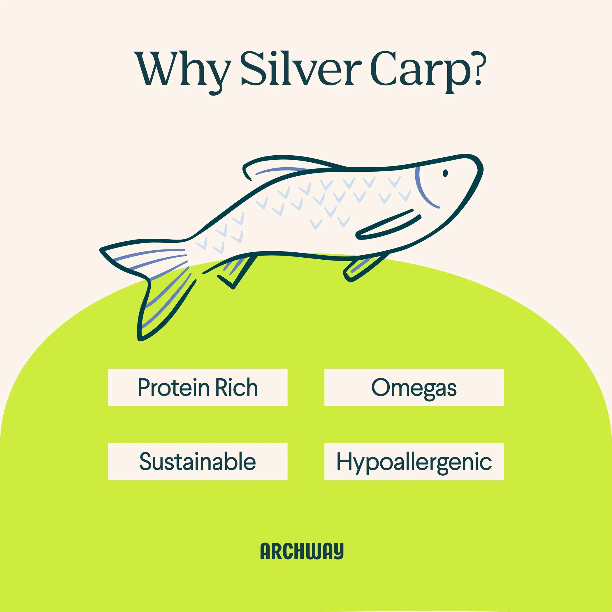 Silver Carp For Cats - Image 5
