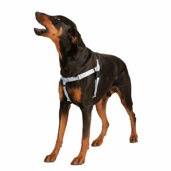 Silver Freedom No-Pull Dog Harness - Image 8