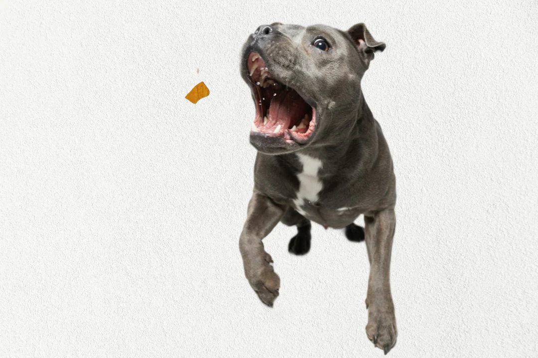 Single Ingredient, High Value Freeze-Dried Training Treats for Dogs & Cats - Beef Liver - Image 4