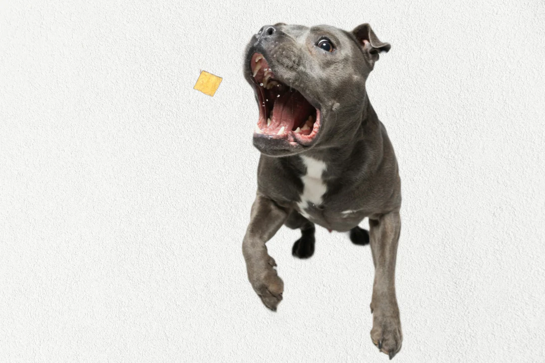 Single Ingredient, High Value Freeze-Dried Training Treats for Dogs & Cats - Salmon - Image 3