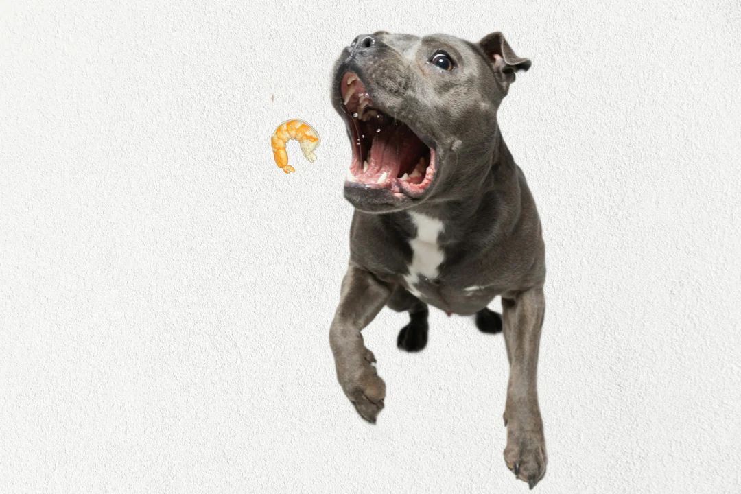 Single Ingredient, High Value Freeze-Dried Training Treats for Dogs & Cats - Shrimp - Image 3