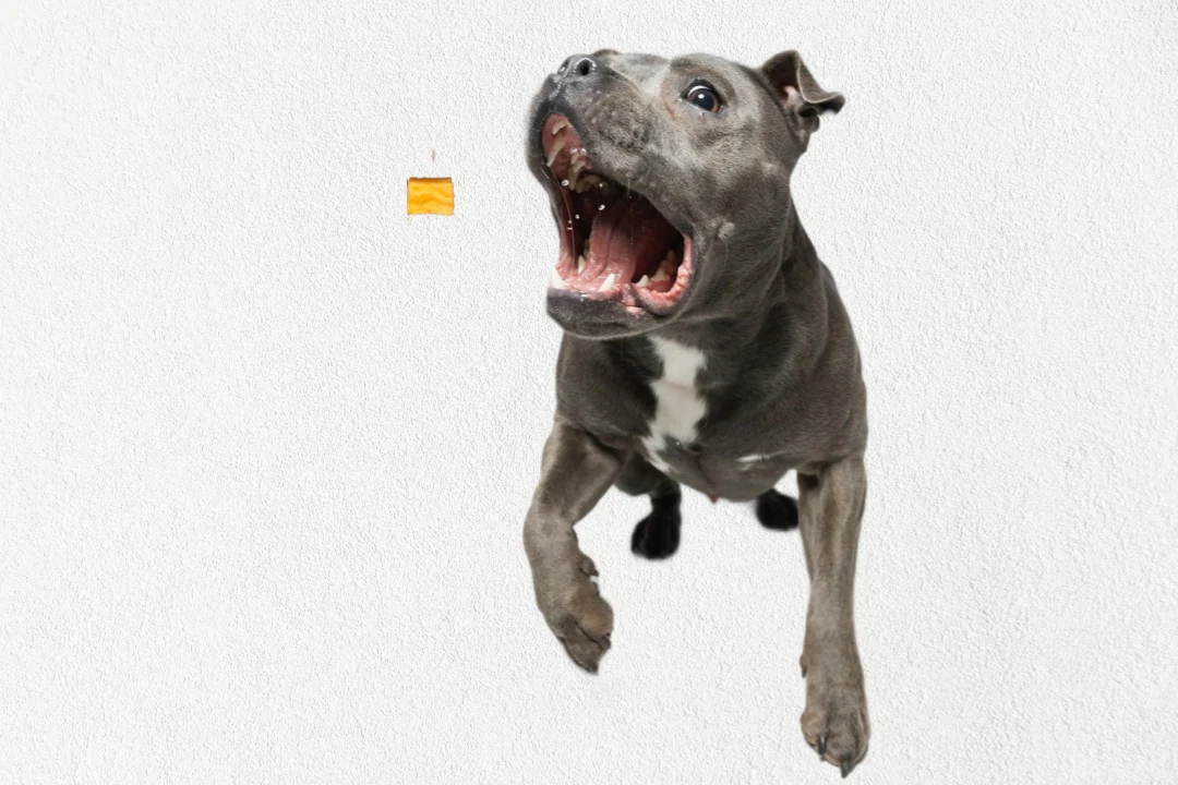 Single Ingredient, High Value Freeze-Dried Training Treats for Dogs & Cats - Sweet Potato - Image 3