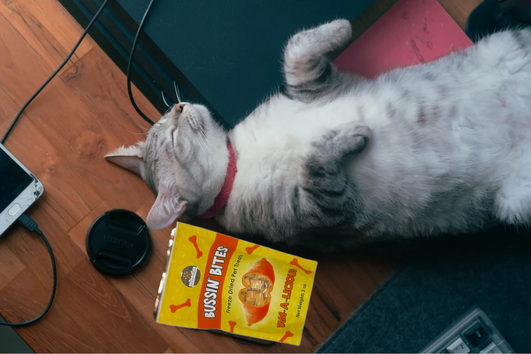 Single Ingredient, High Value Freeze-Dried Training Treats for Dogs & Cats - Sweet Potato - Image 4