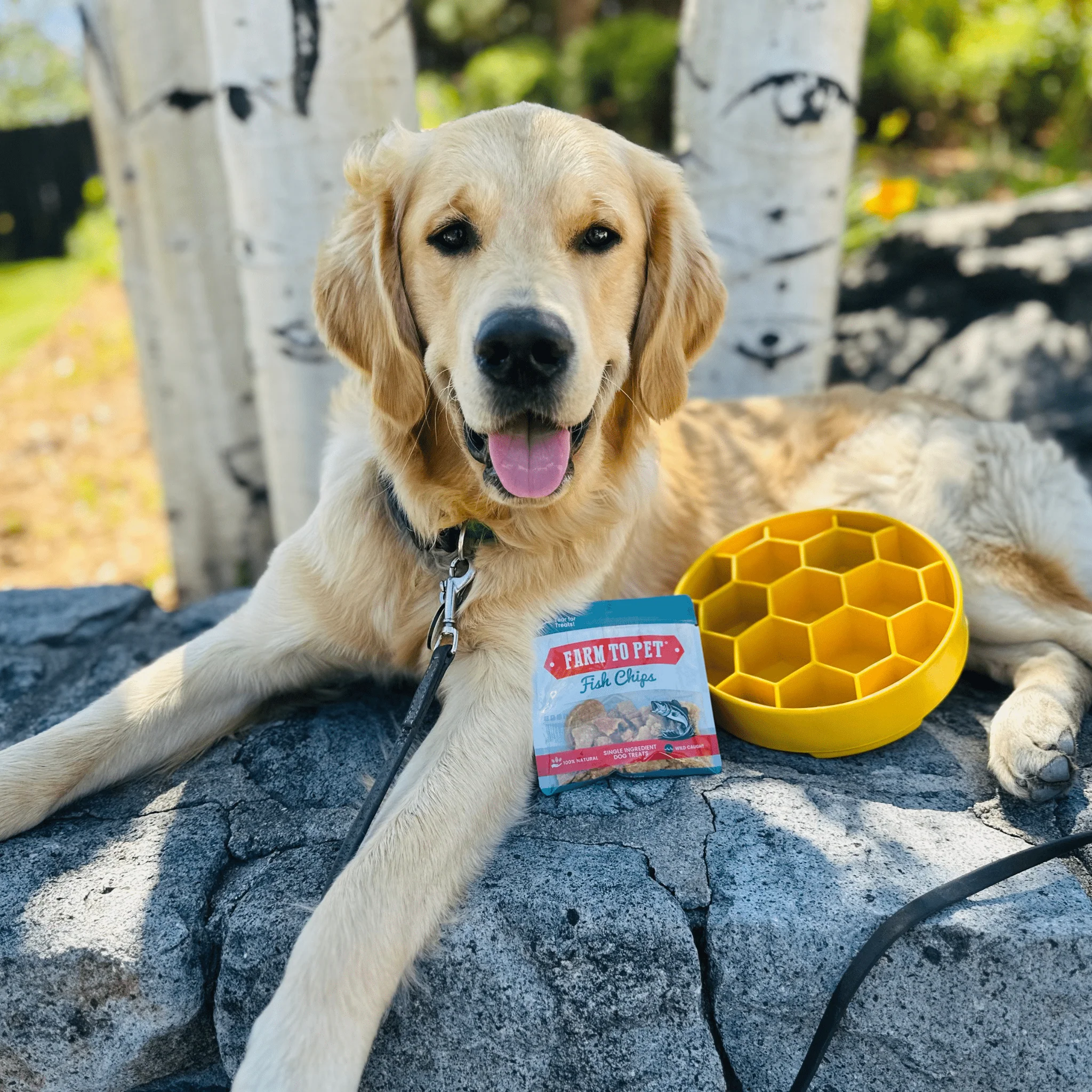 Slow Feeder Dog Bowls - Image 14