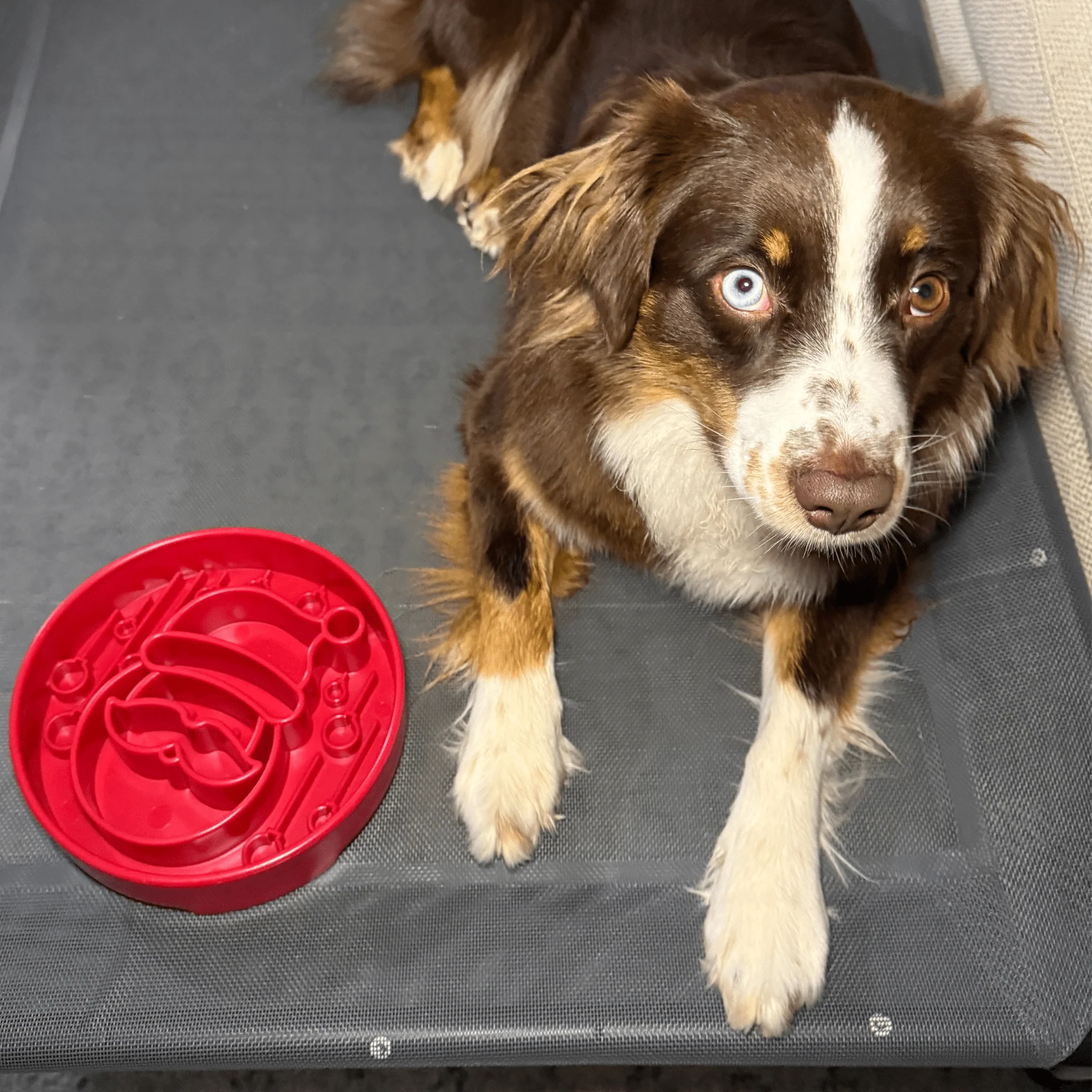 Slow Feeder Dog Bowls - Image 20