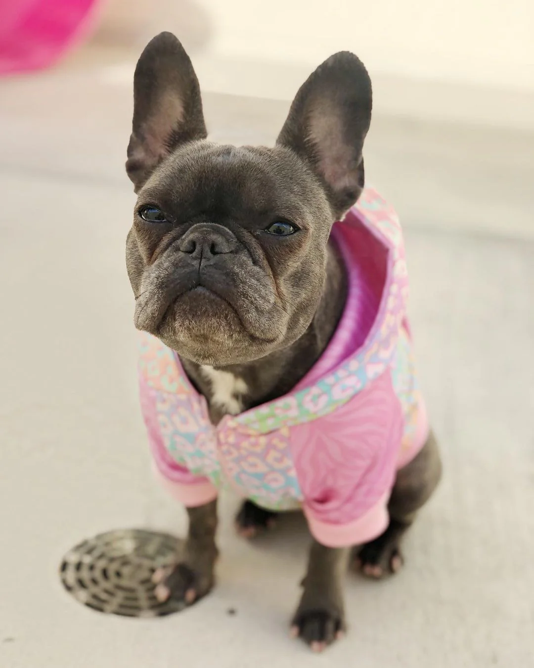 Slumber Pawty Hoodie - Image 3