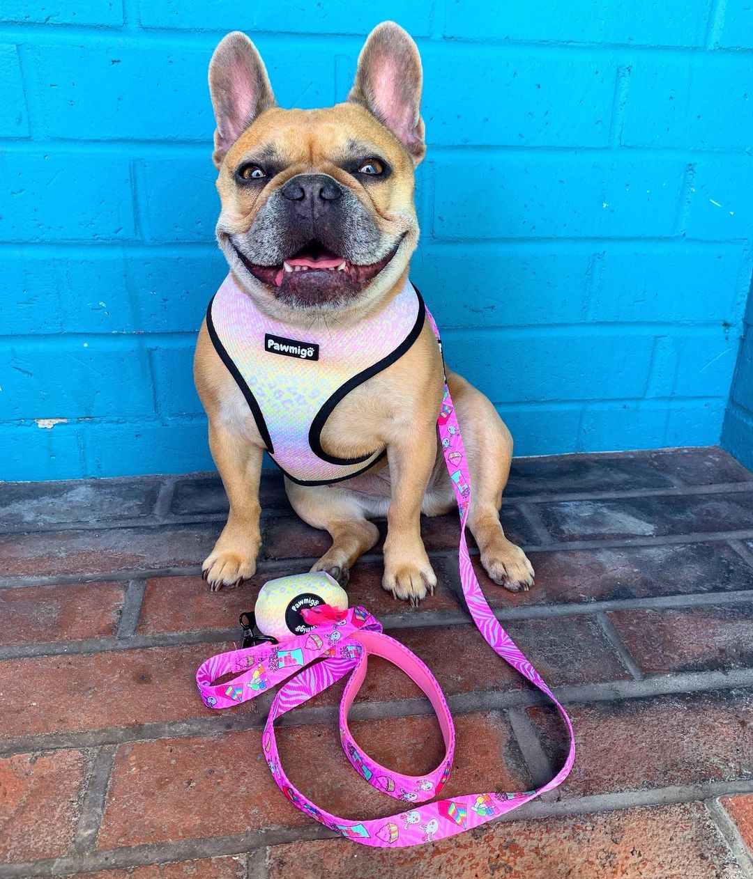 Slumber Pawty Leash Kit - Image 3