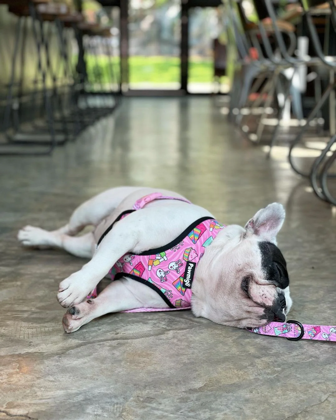 Slumber Pawty Leash Kit - Image 4