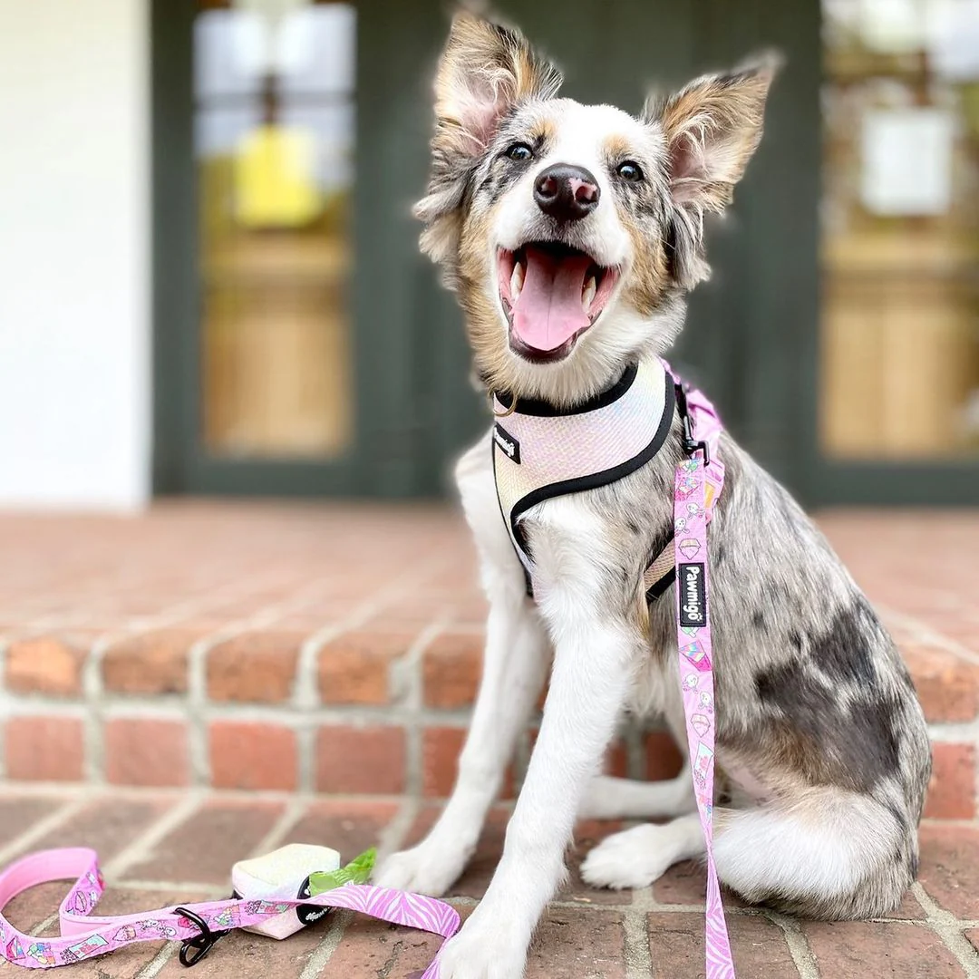 Slumber Pawty Reversible Harness - Image 3
