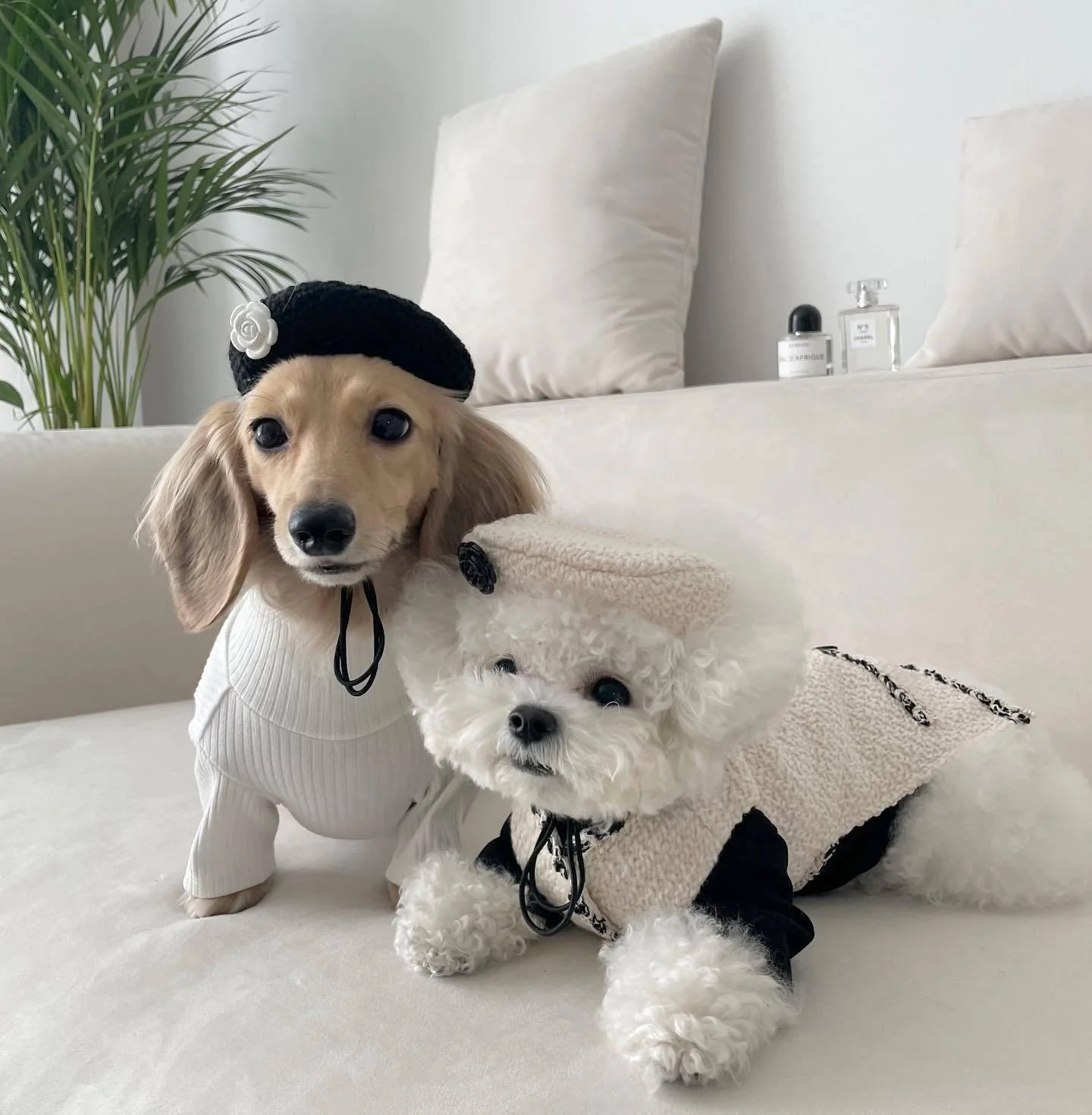 Small Pet Knitted Hat - Image 2