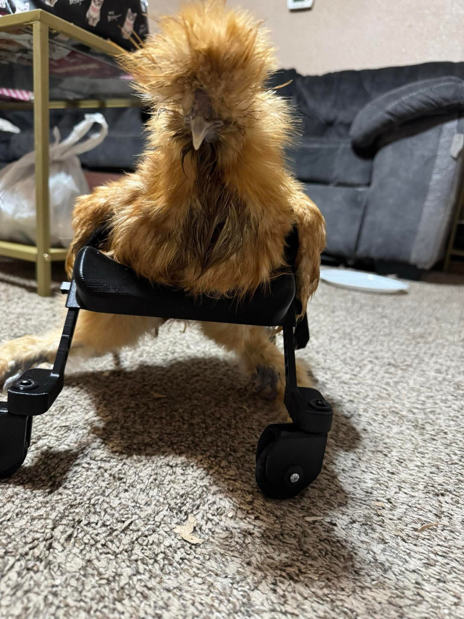Smaller Chicken Wheelchair - Image 12