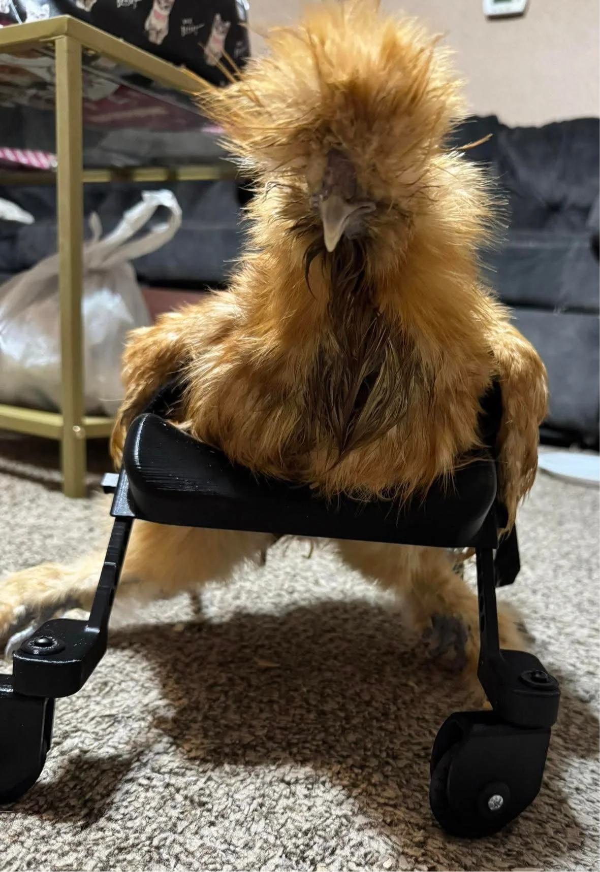 Smaller Chicken Wheelchair - Image 13