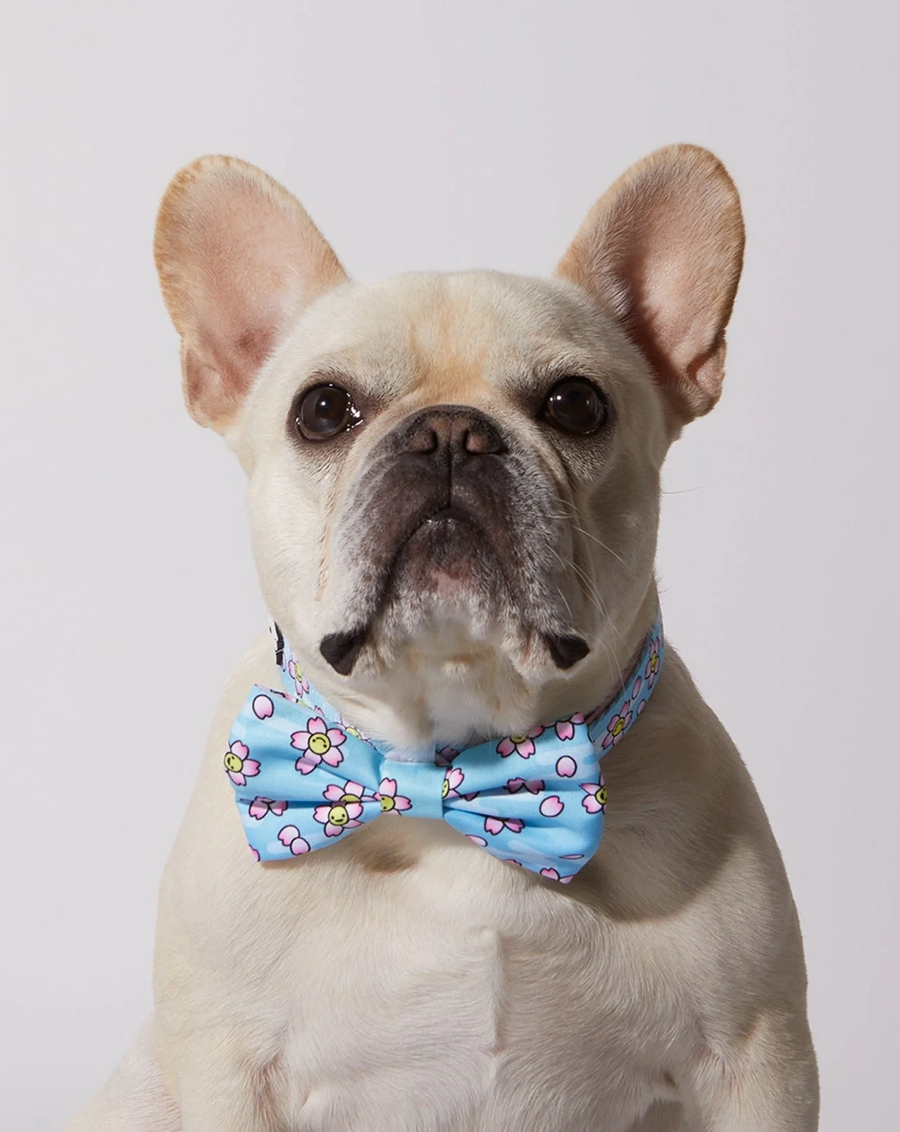 Smiling Sakura Dog Collar & Bowtie - Image 2