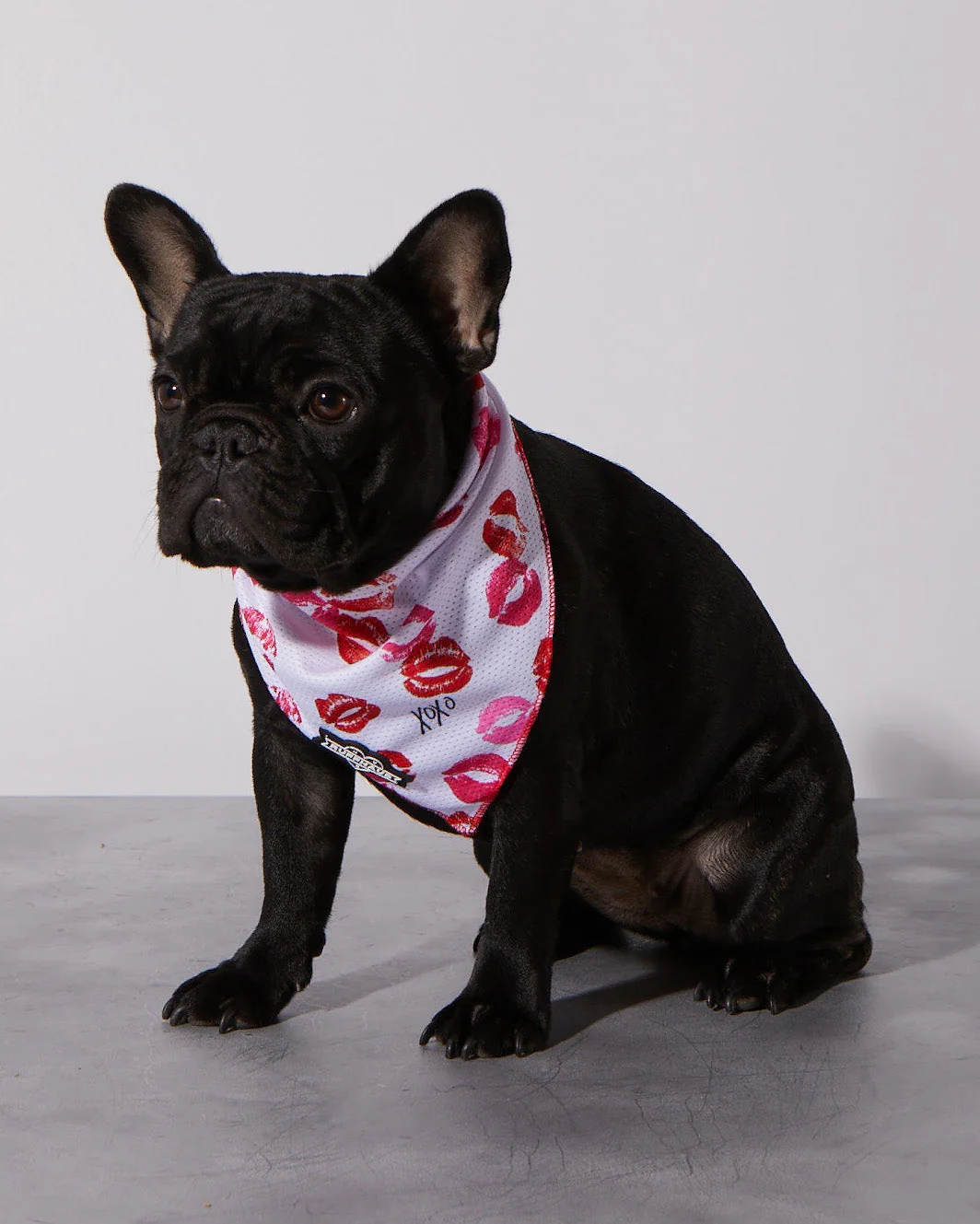 Smooch My Pooch Cooling Bandana - Image 2