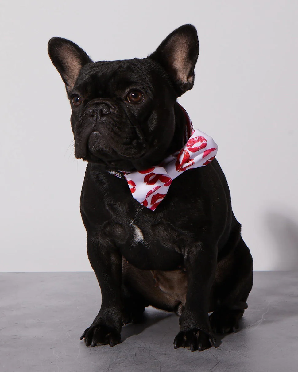 Smooch My Pooch Dog Collar & Bowtie - Image 2