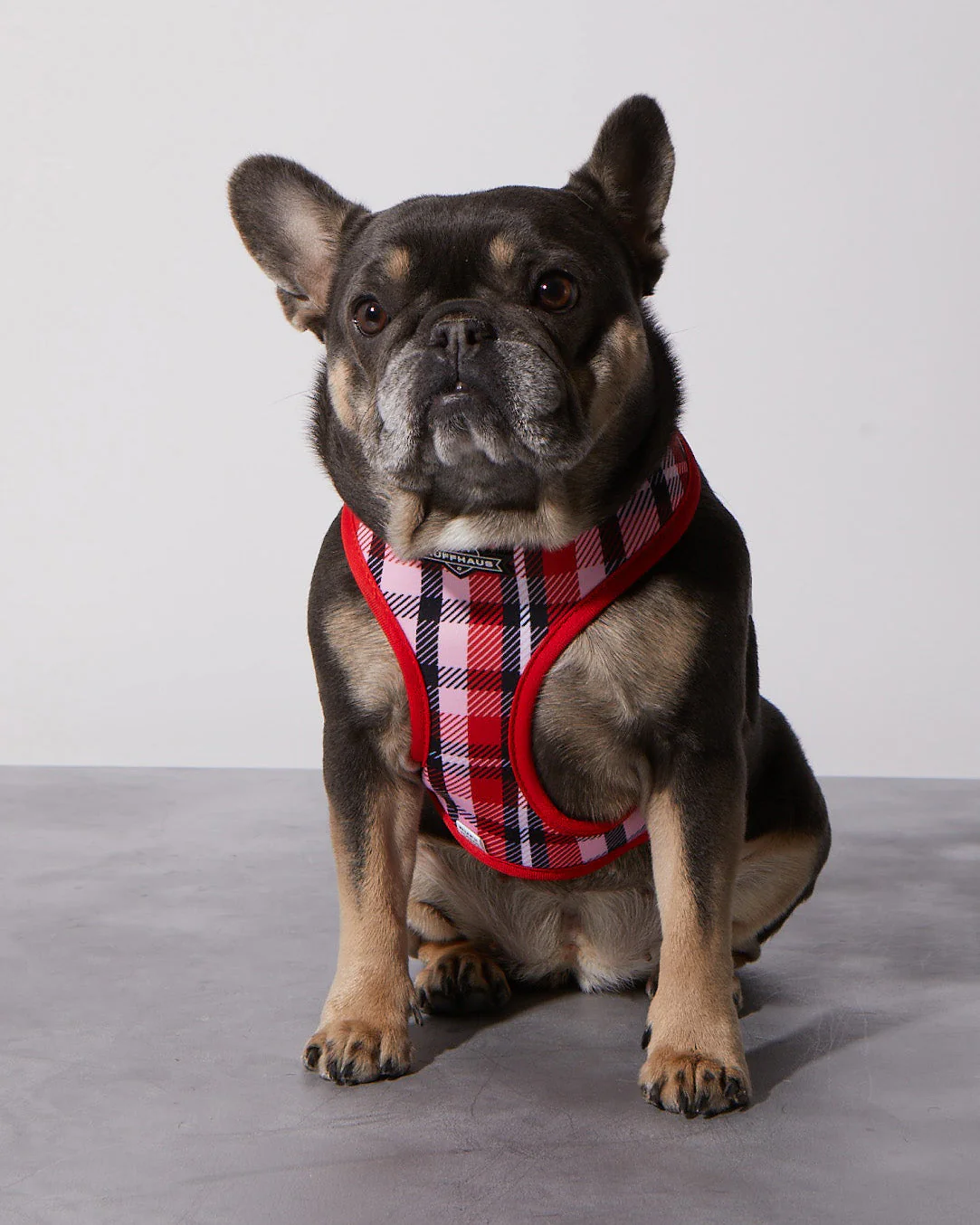 Smooch My Pooch Reversible Harness - Image 6