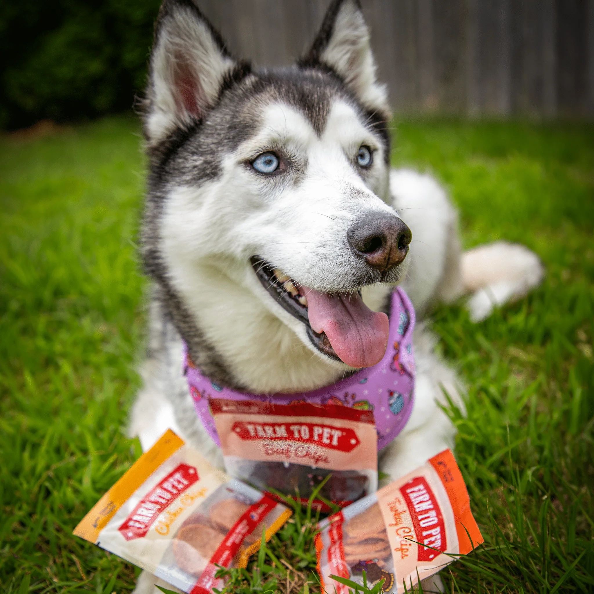 Snack Pack Dog Treat Sampler - Image 4