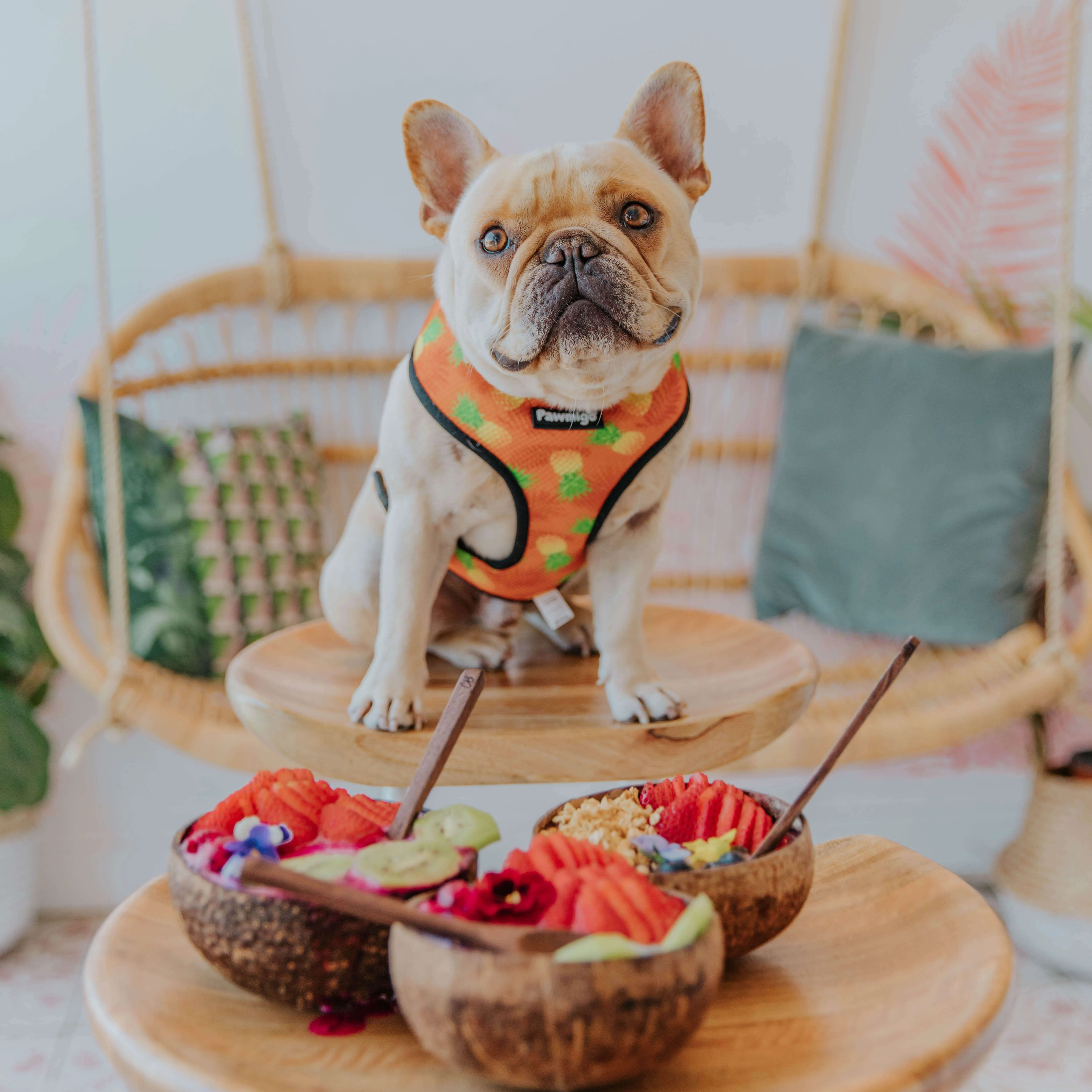 Snack Shack Reversible Harness - Image 3