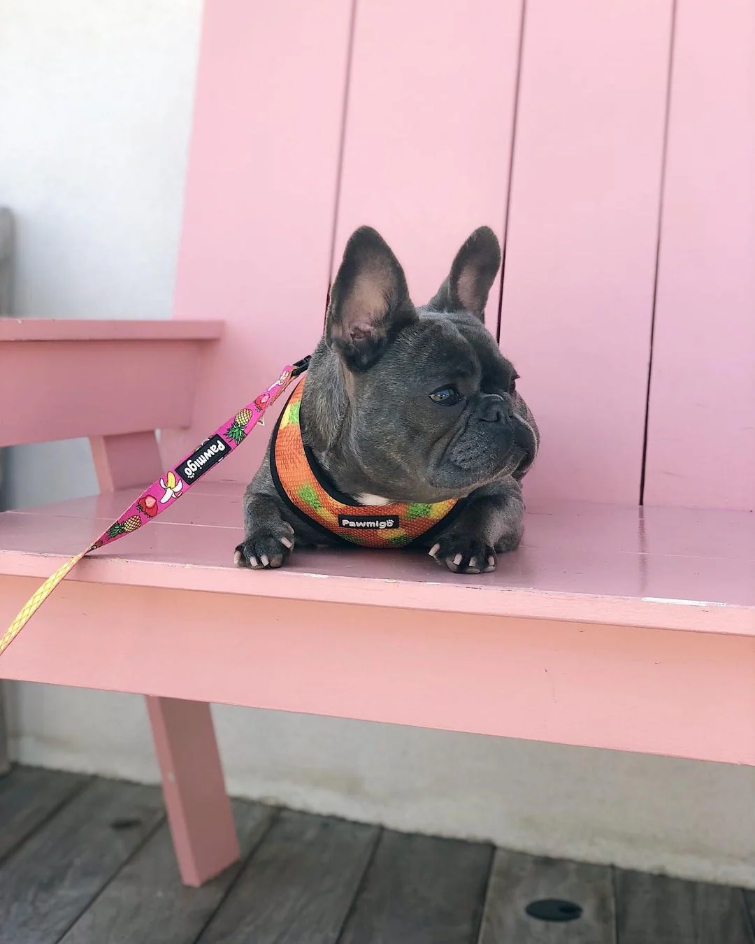 Snack Shack Reversible Harness - Image 6