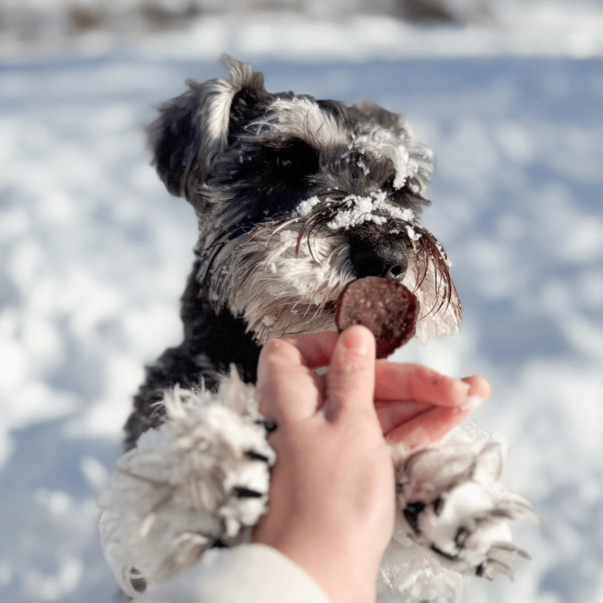 Snack Stuffers Mini Dog Treat Bags - Image 18
