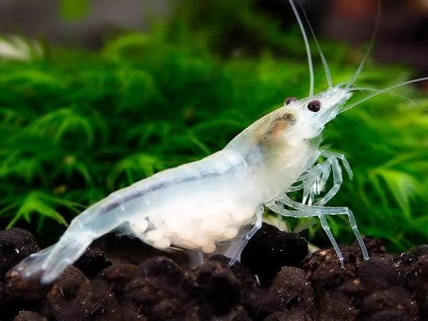 Snow Ball Shrimp - Image 2