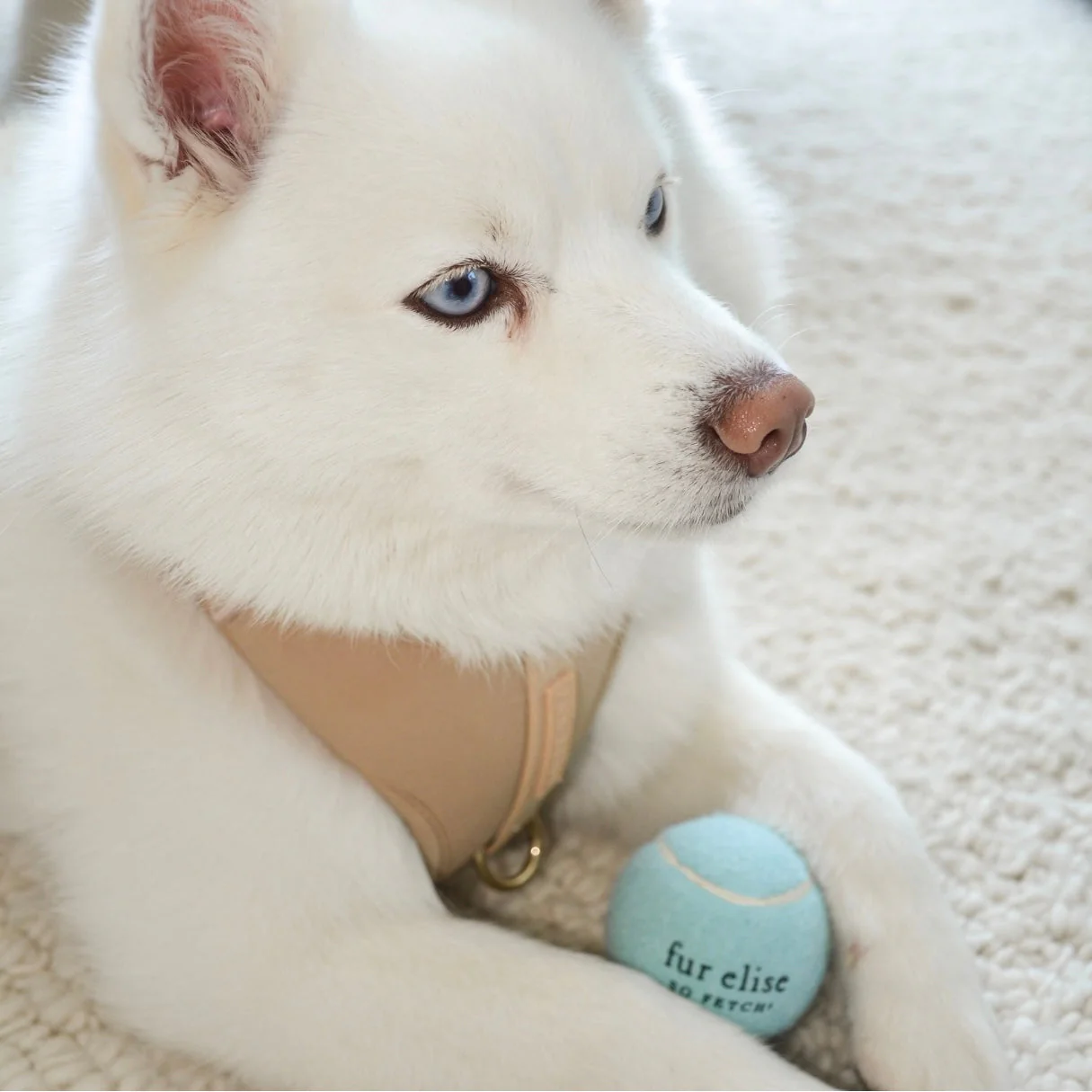 So Fetch! Tennis Ball - Cloud - Image 5