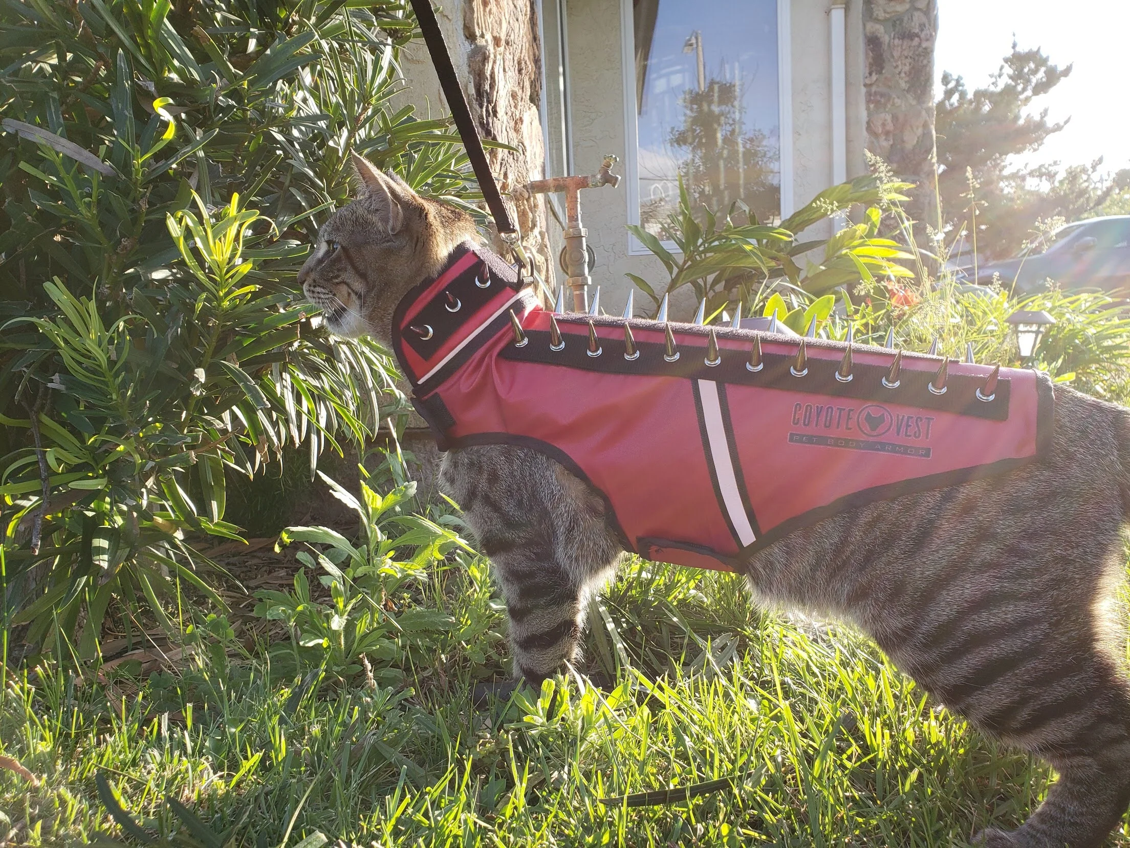 SpikeVest for Cats - Image 2