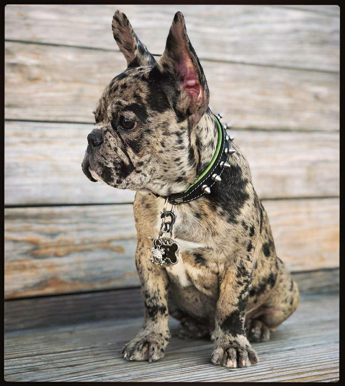 "Spiky" collar - Image 2