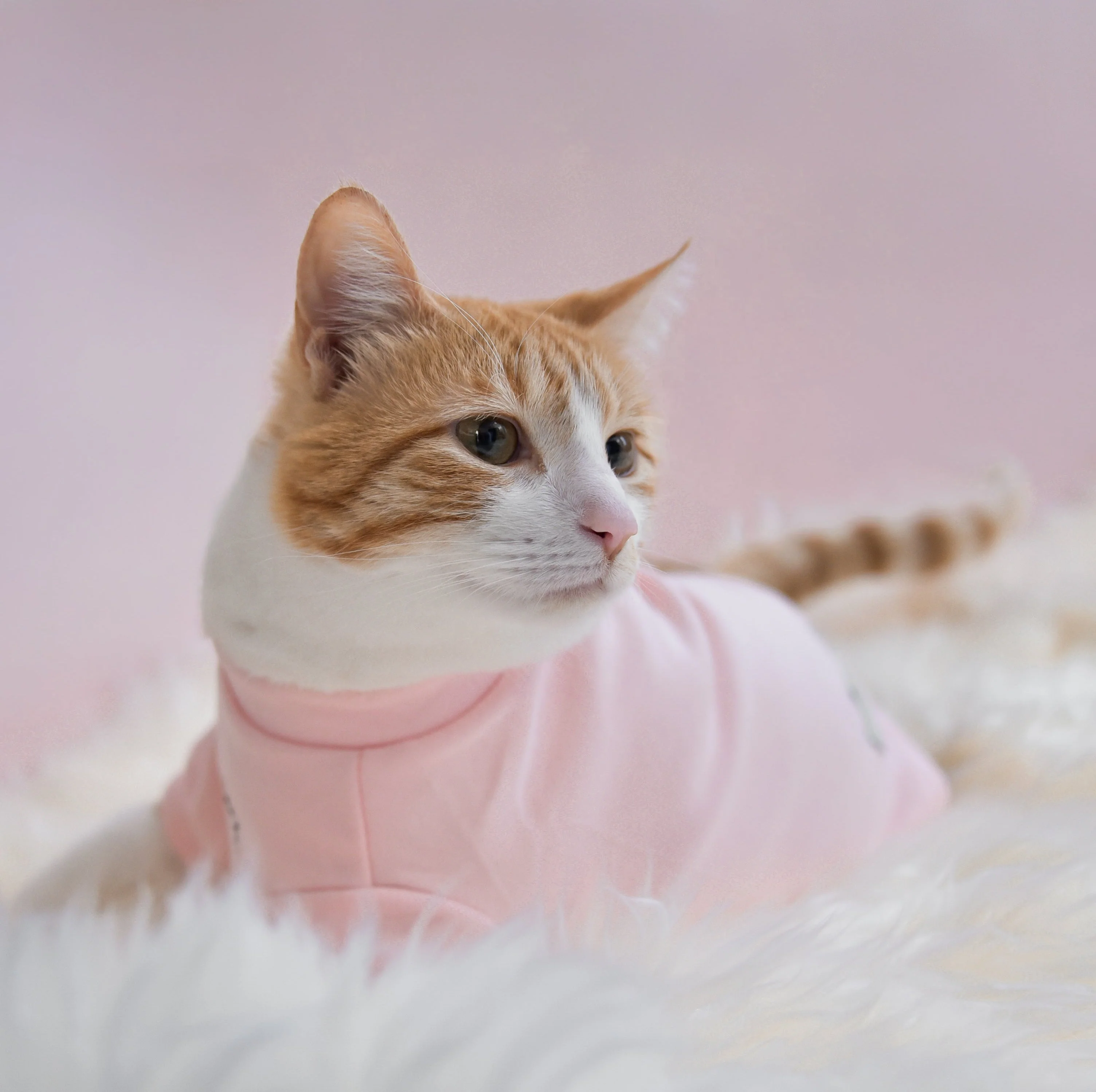 “Spoiled” Mock Neck Shirt - Cupid’s Blush - Image 7