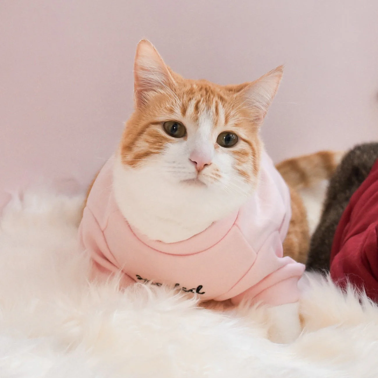 “Spoiled” Mock Neck Shirt - Cupid’s Blush - Image 8