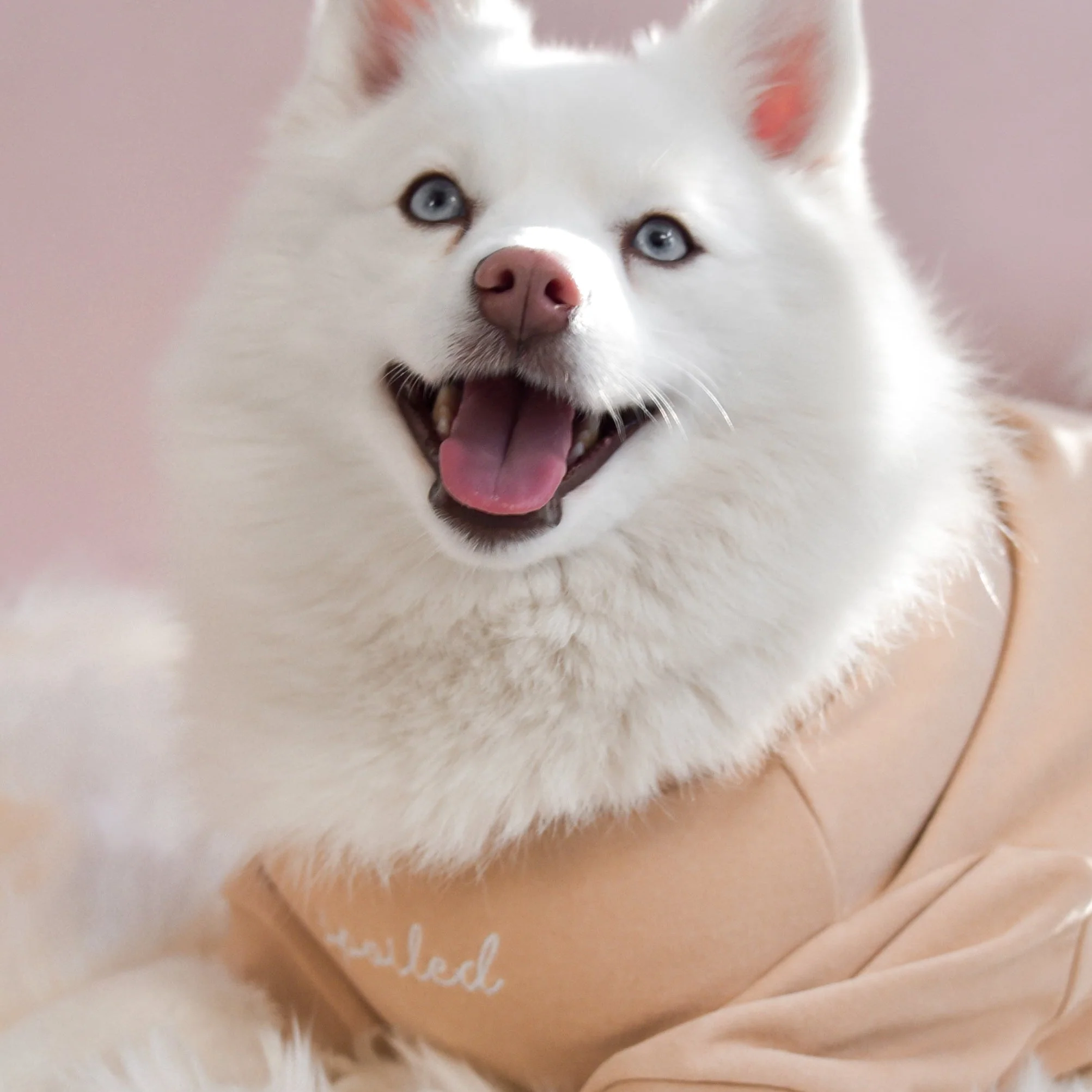 “Spoiled” Mock Neck Shirt - Miss U a Latte - Image 5
